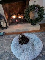 Little BIt in her bed in front of fireplace.jpg