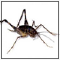 spider-cricket-hater