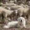Sheepdog149